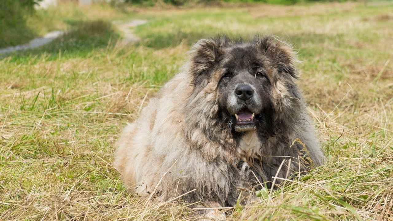 Caucasian Shepherd Dog 