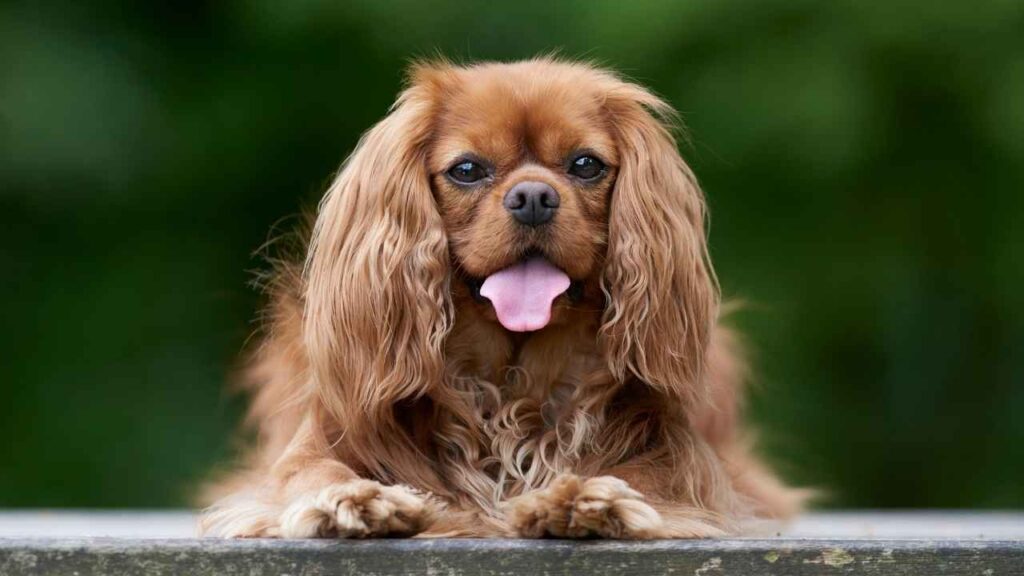 Cavalier-King-Charles-Spaniel-10