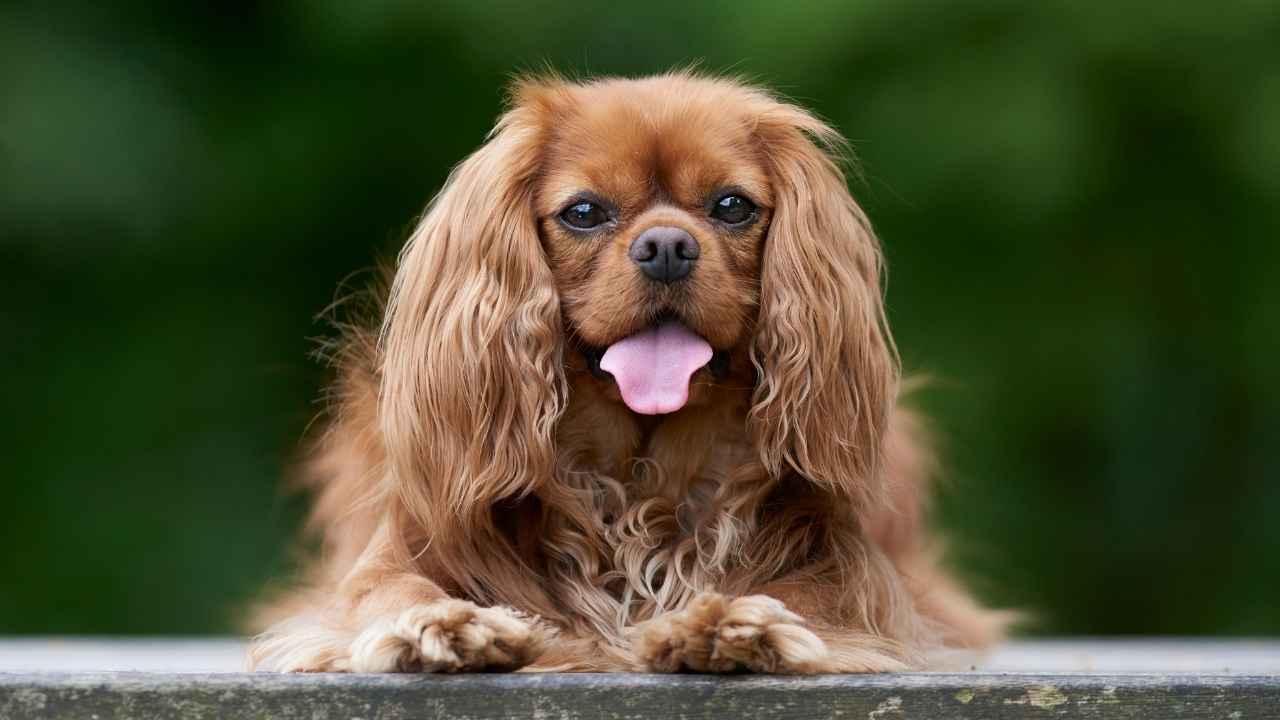 Cavalier King Charles Spaniel