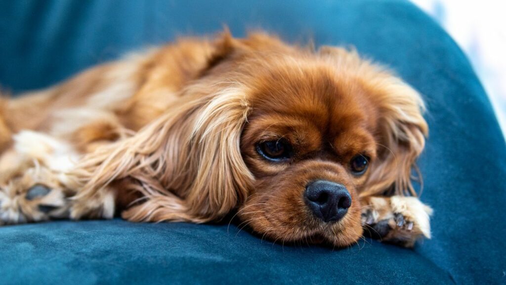 small lazy dog breeds