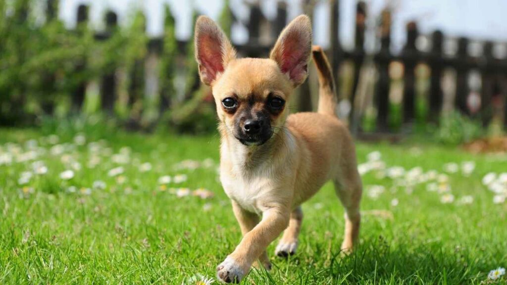 Chihuahua