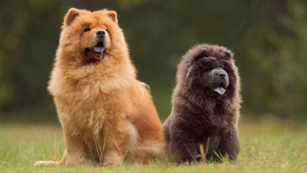 dog breeds for woman