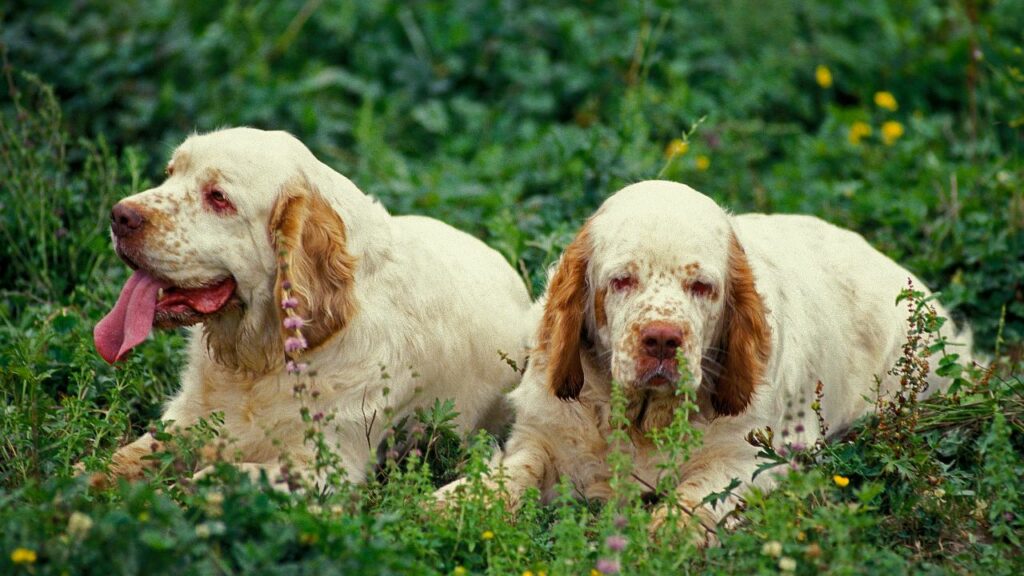 calmest dogs