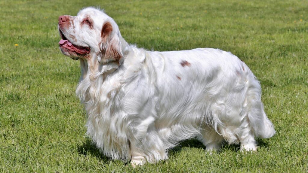 what are the calmest dog breeds