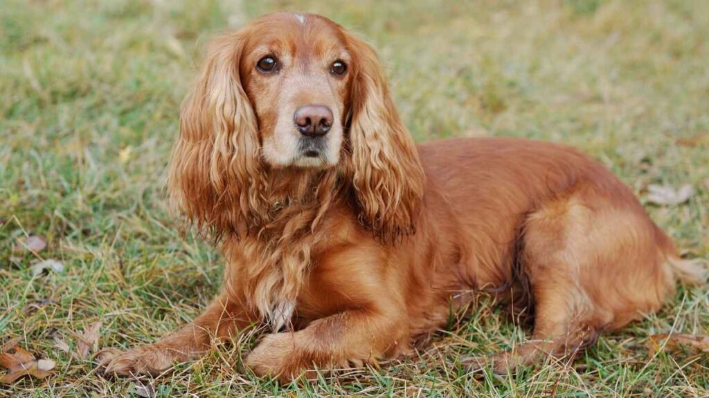 Cocker-Spaniel