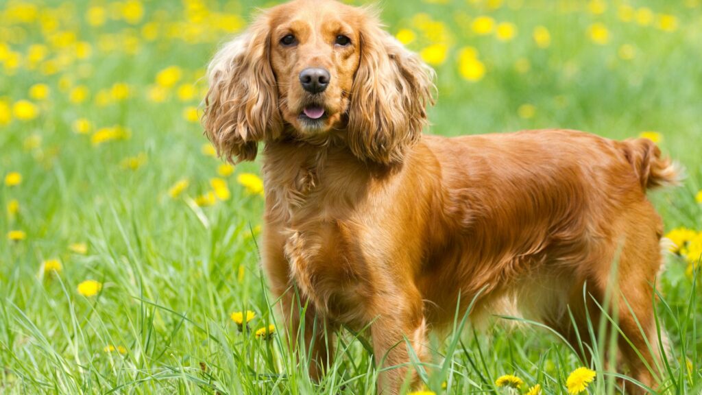 sweetest dog breeds