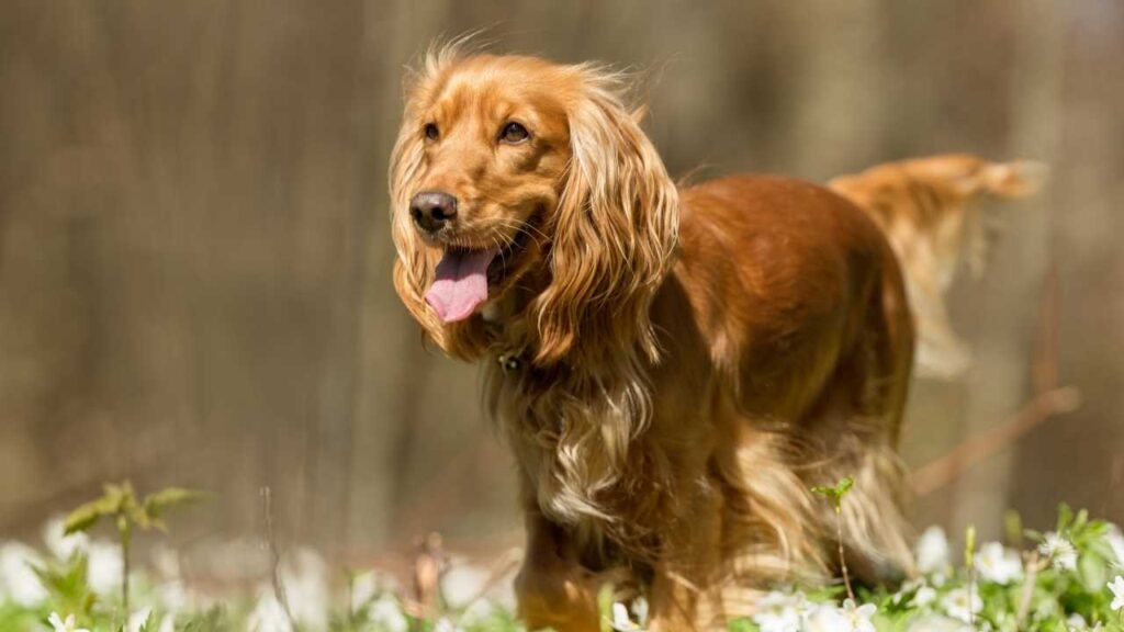 small medium dog breeds
