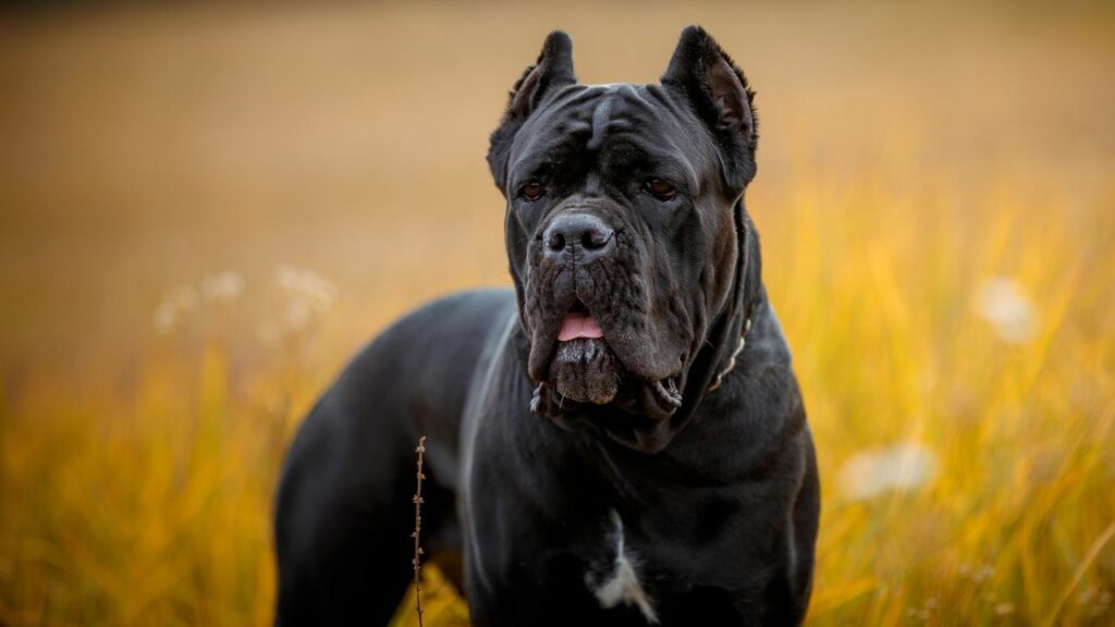 fierce looking dogs