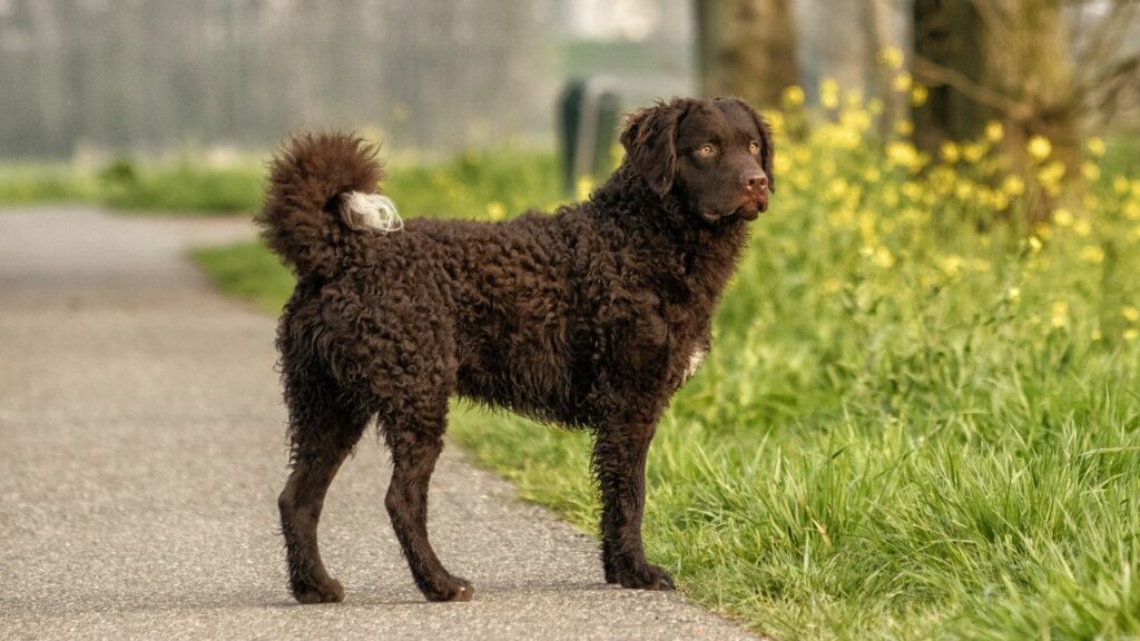 Curly-Coated Retriever