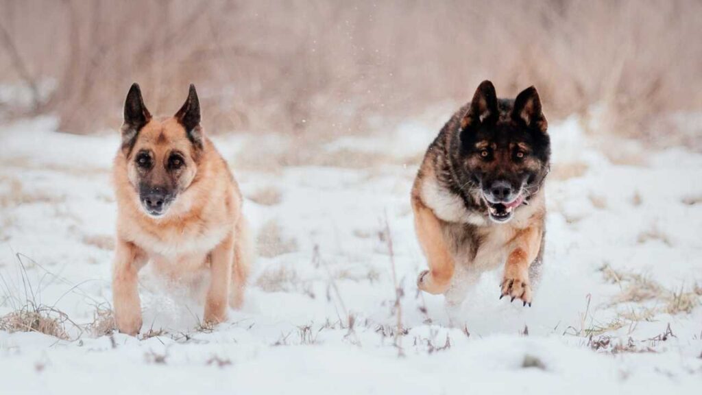 Czech german Shepherds