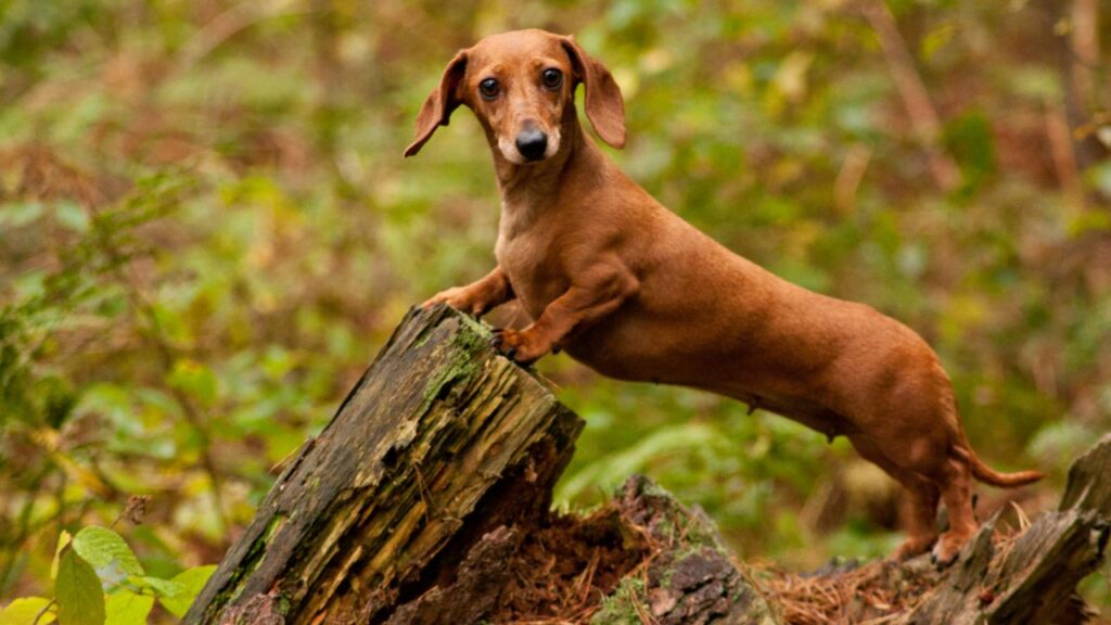 indoor dog breeds