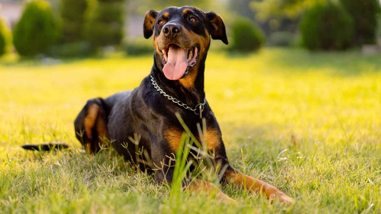 Doberman Pinscher
