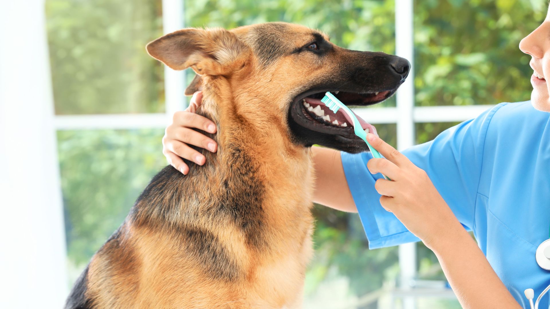 7 Dog Breeds Most Prone To Dental Disease