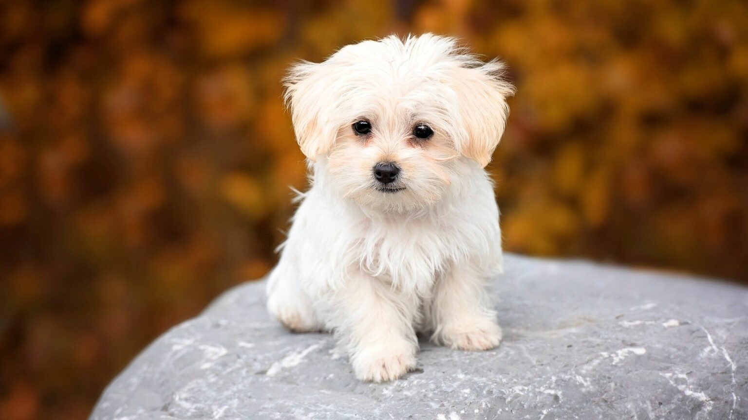 9 Best Dog Breeds Under 15 Pounds