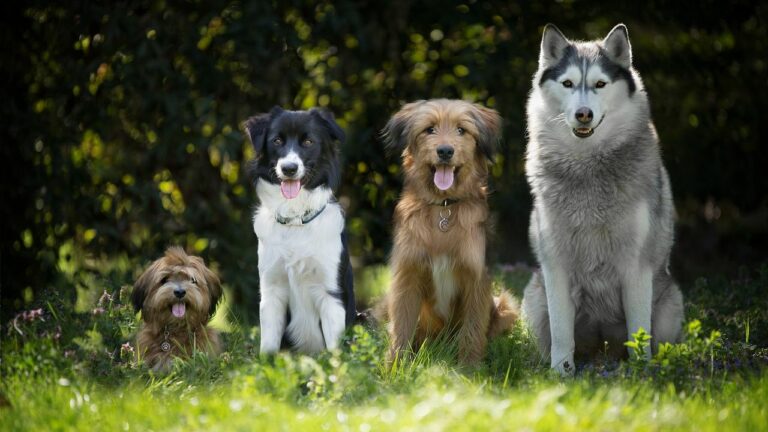 Dog Statistics Dog Lovers Should Know In 2026