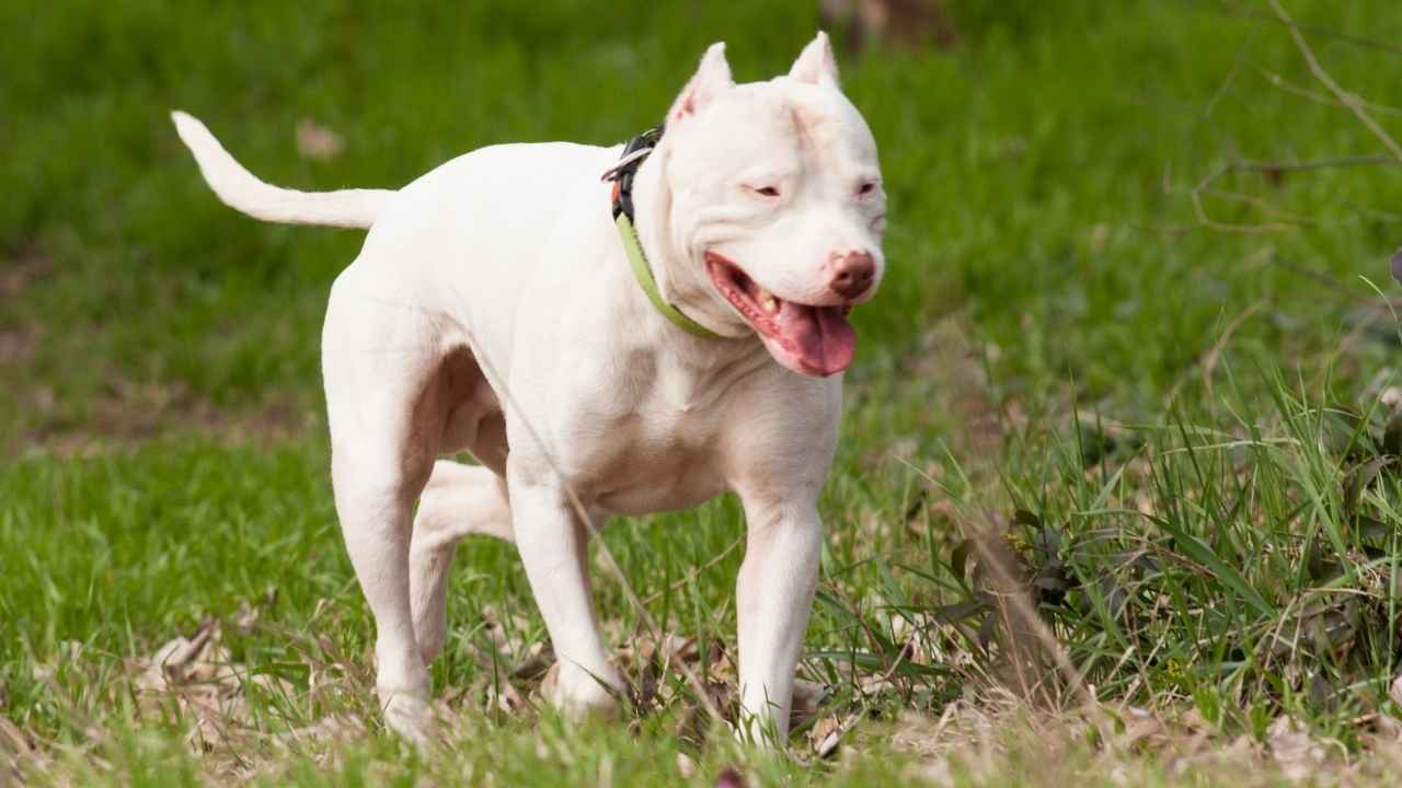 Dogo Argentina