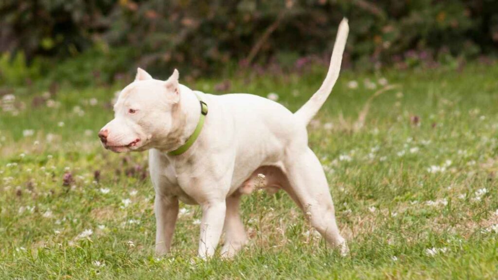 Dogo Argentino