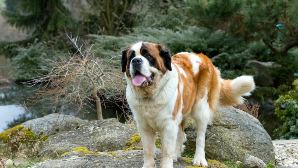 big lazy dog breeds