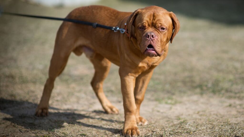 Dogue de Bordeaux