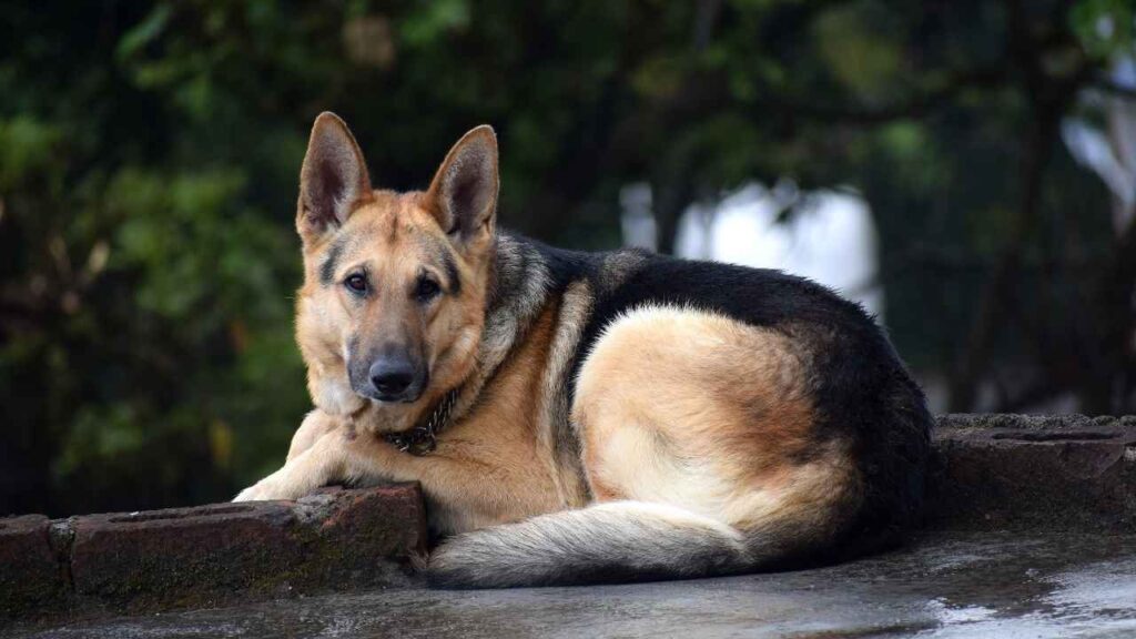 East German DDR German Shepherd