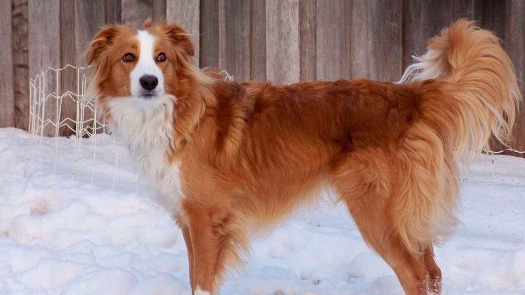 collie breeds