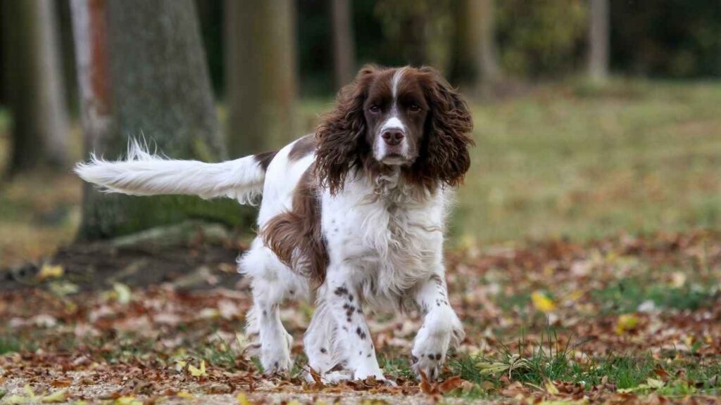 English-Springer-Spaniel