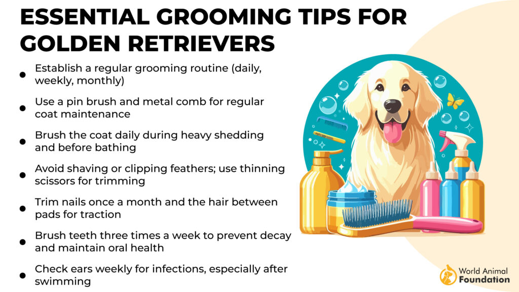 7 Most Popular Retriever Dog Breeds In 2024 - Inhenocha.com