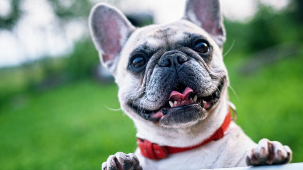 french bulldog pros and cons