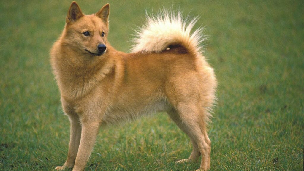 what is the rarest dog breed
