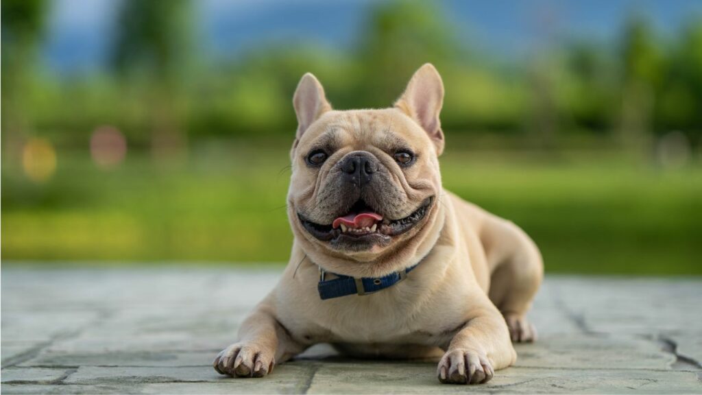 9 Best Dog Breeds Under 50 Lbs For Any Home