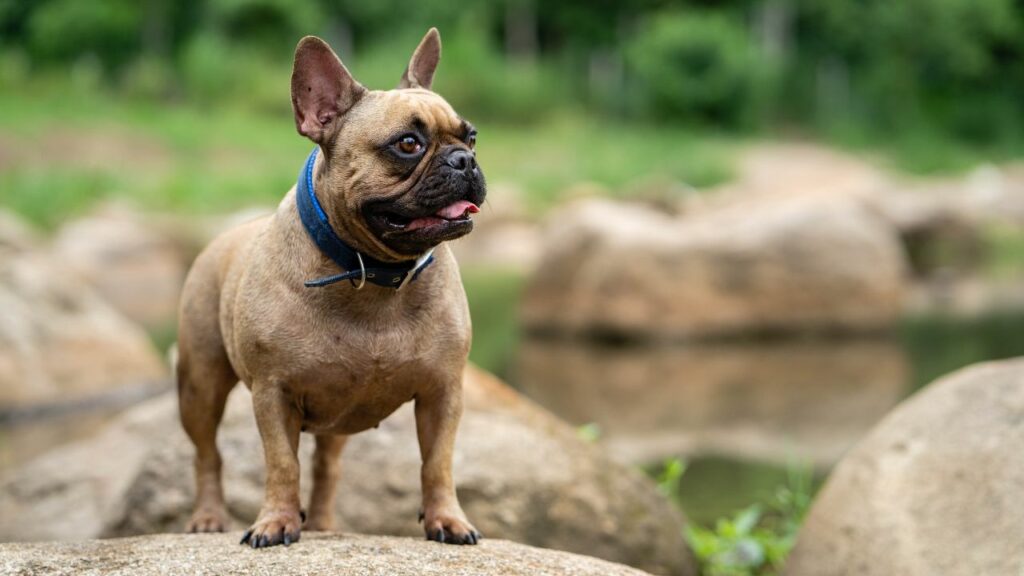 Rarely Bark Dog Breeds