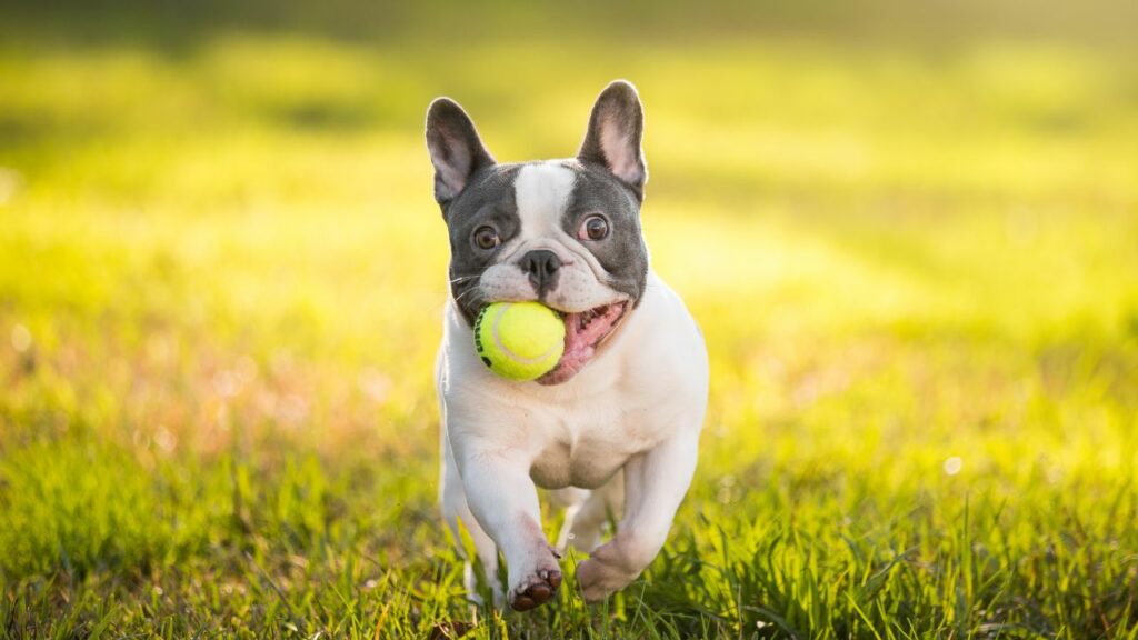 calm dog breeds
