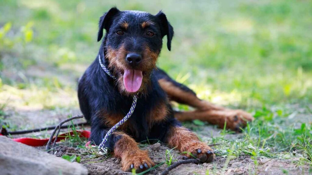 Jagdterrier
