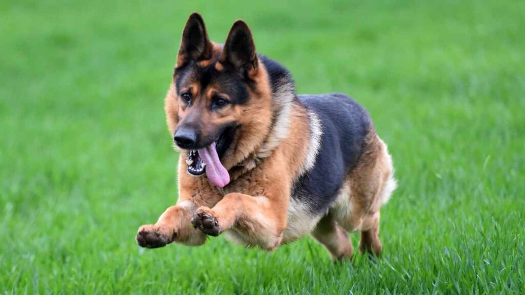 Security dogs for families