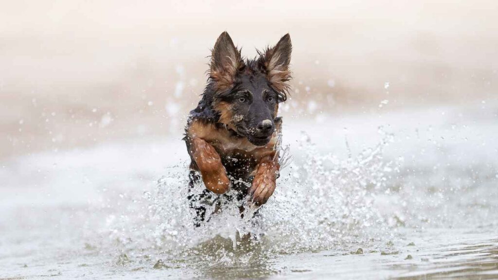 German-shepherd-15