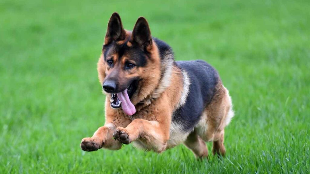 German-Shepherd-1