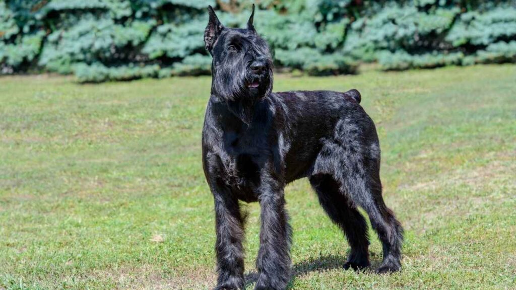 giant-schnuazer