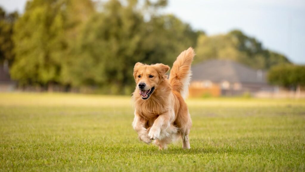 bird dog breed