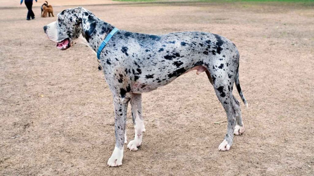 great-dane-2-1