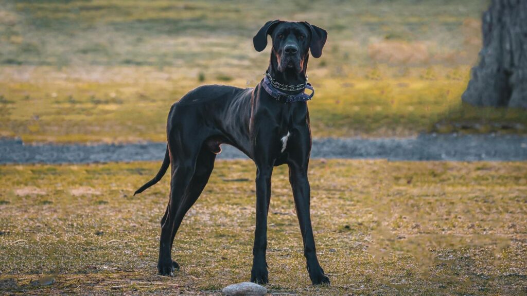 Great Dane