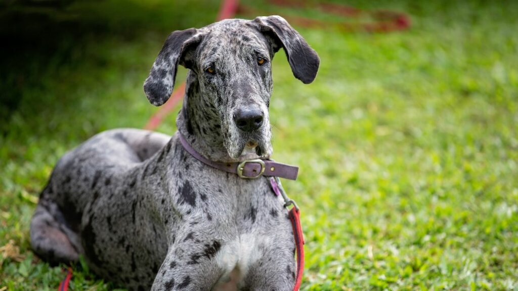 large lazy dog breeds