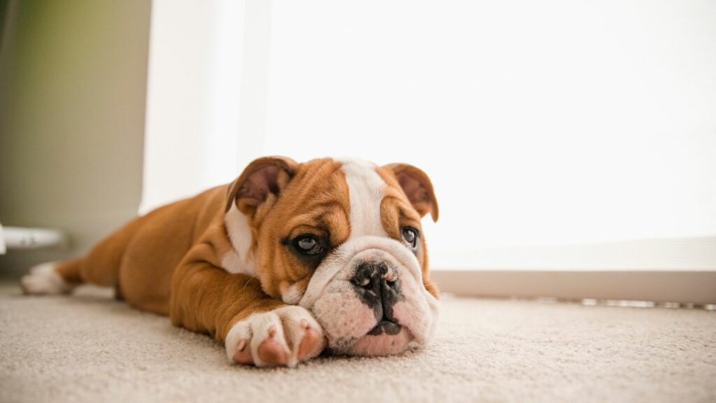 most lazy dog breeds
