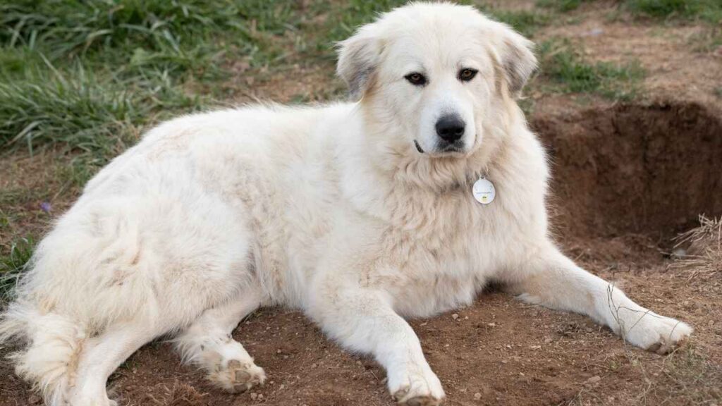 Great Pyrenees