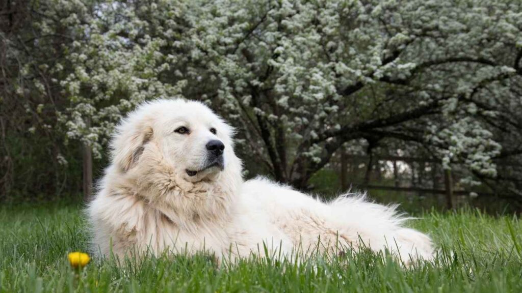 best dog with chickens