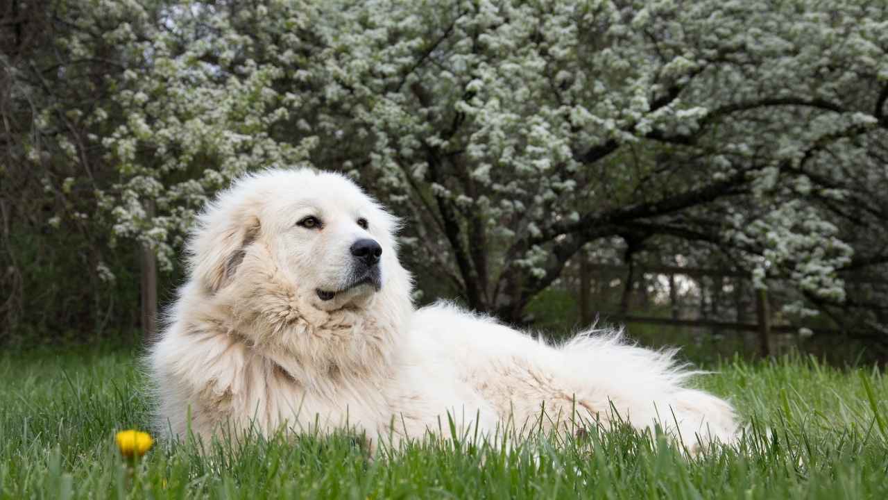 Great Pyrenees