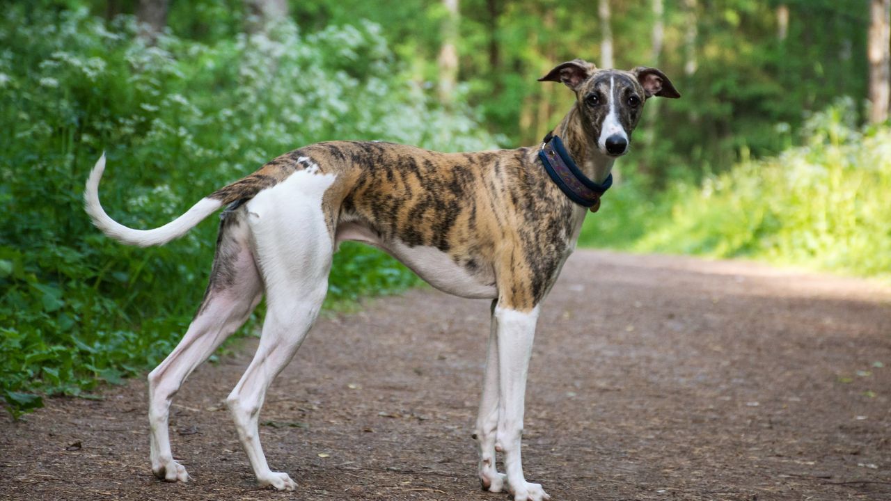 Greyhounds