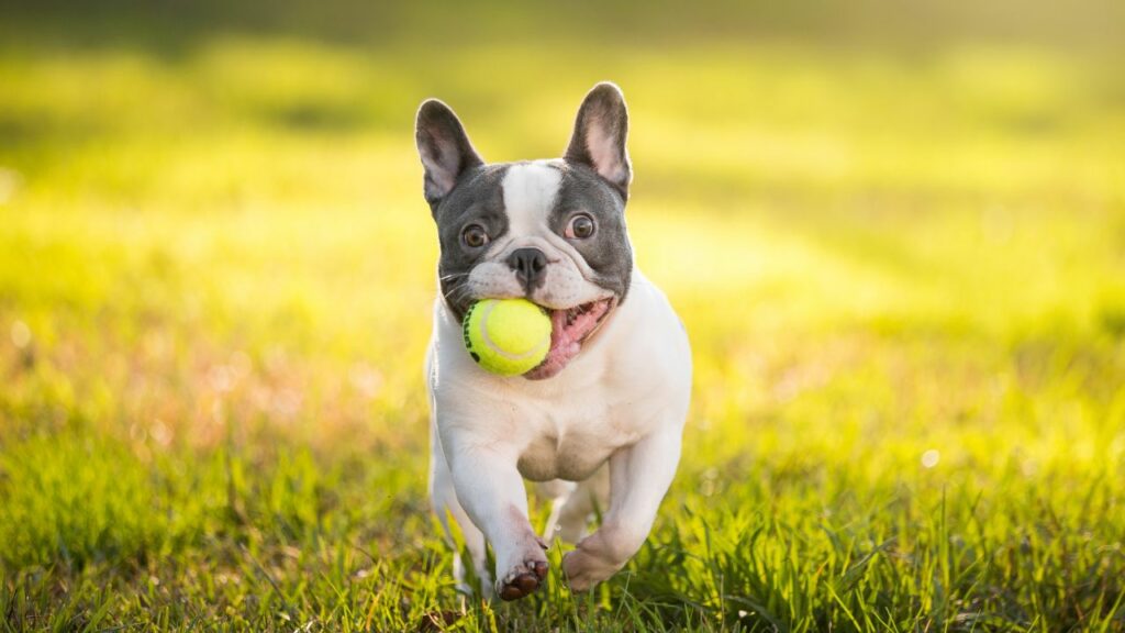 bulldog pros and cons