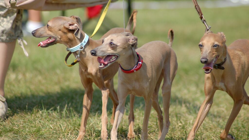top 10 small dog breeds