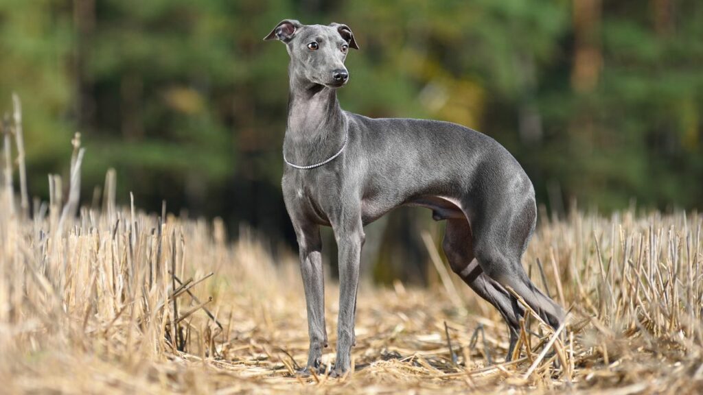 needy dog breeds