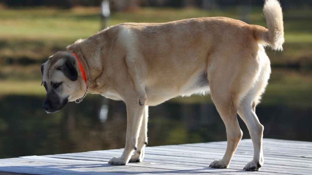big protective dogs